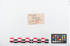Etiketten zu Bronzeturbankopfnadel (NHMW-PRAE-024194)